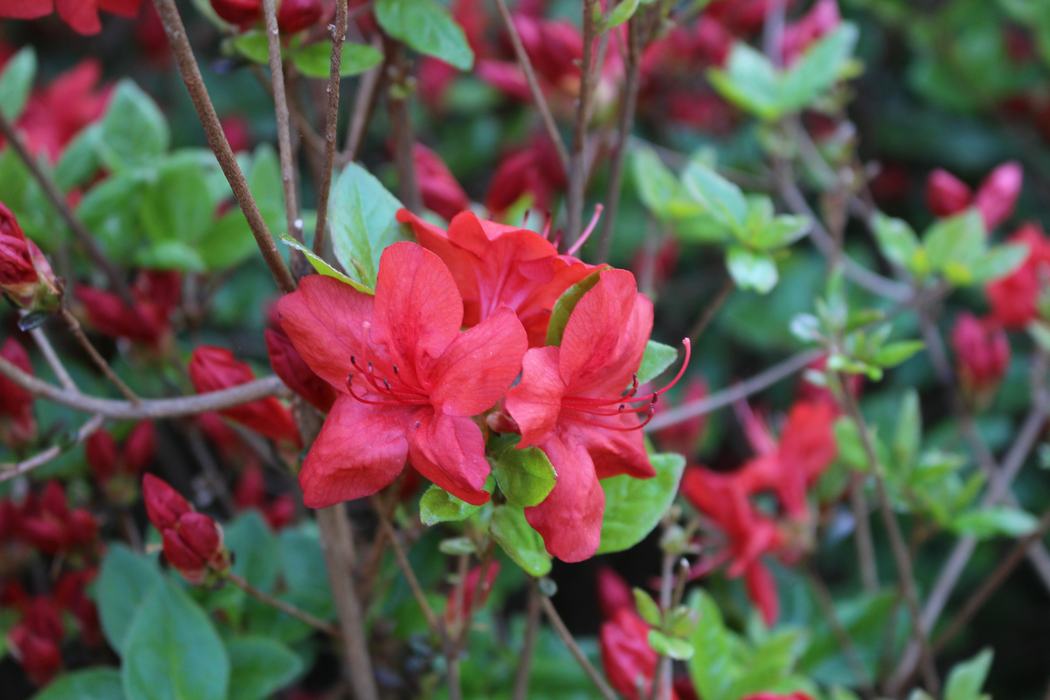Azalea in bloom