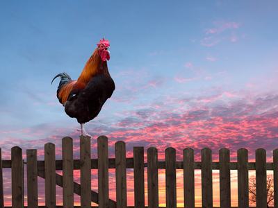 Rooster crowing on a wooden fence at sunrise
