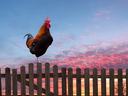 Rooster crowing on a wooden fence at sunrise