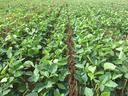 Soybeans