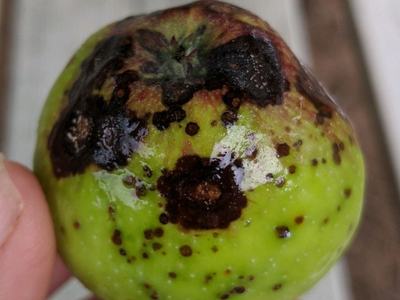 Apple showing unknown rot disease