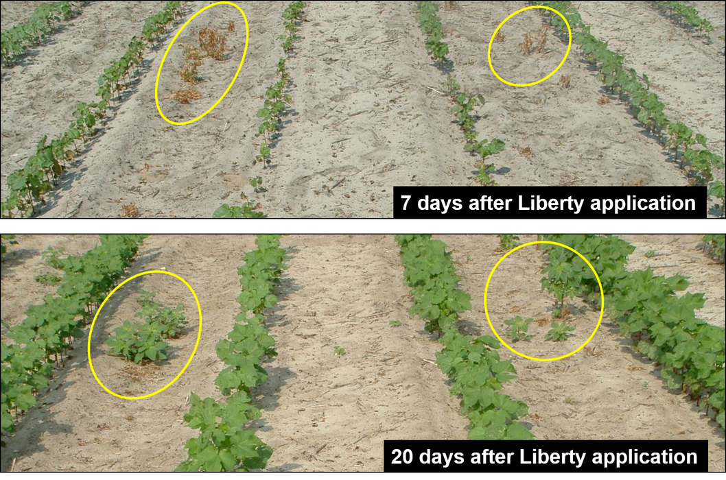 Recovery of large (> 4 inch) Palmer amaranth from Liberty. Photo Credit: A. York.