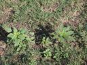 Palmer amaranth. Photo Credit: Virginia Tech Weed Science.