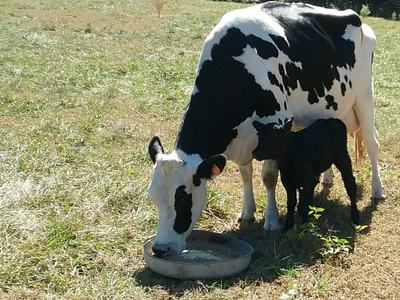 Cows