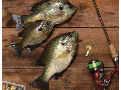 NC State Pond publication
