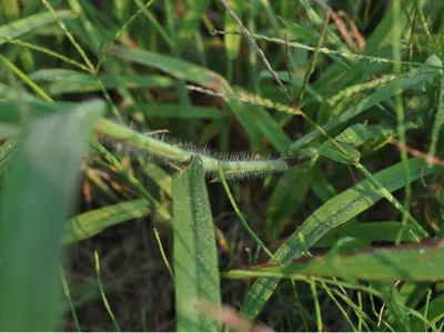 green grass