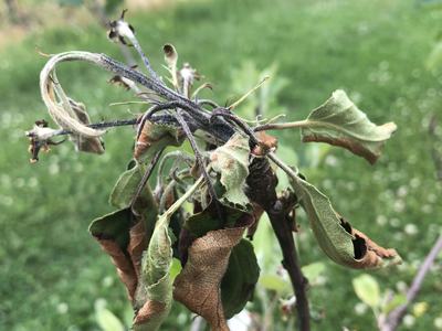 Shoot Blight on Apple