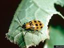 Picture of adult spotted cucumber beetle