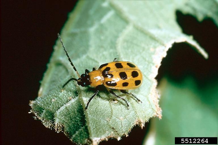 adult spotted cucumber beetle
