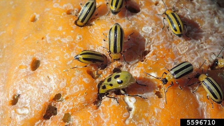 Adult Striped Cucumber Beetles