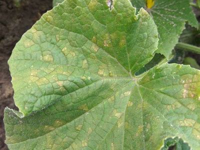 Cucumber downy mildew