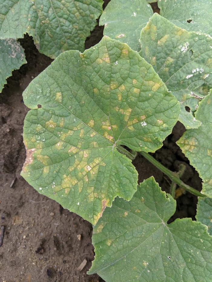 Cucumber downy mildew