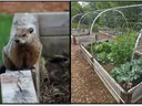 Wildlife garden