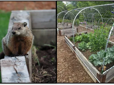 Wildlife garden