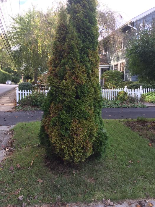 arborvitae with canker