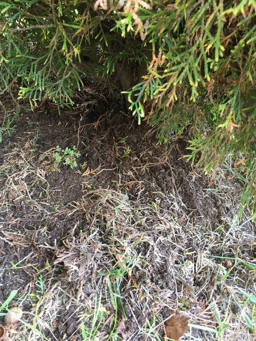 dead arborvitae leaves