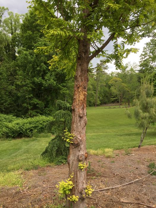 bear damage to trees