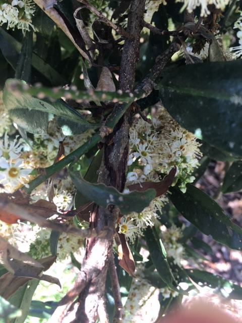 bot canker cherry laurel