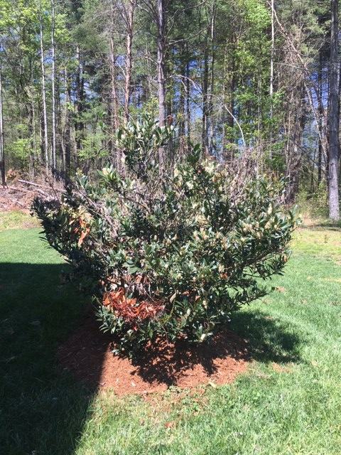 Bot canker cherry laurel