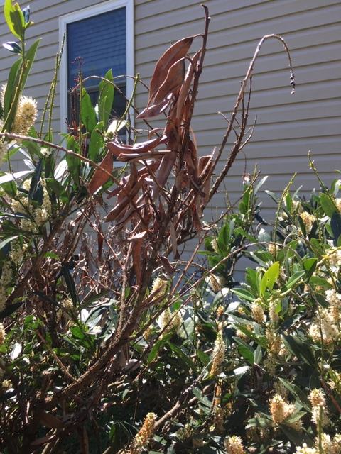 Bot canker cherry laurel