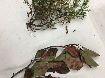 cedar apple rust on crabapple and juniper