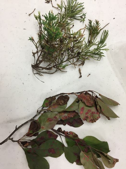 cedar apple rust on crabapple and juniper