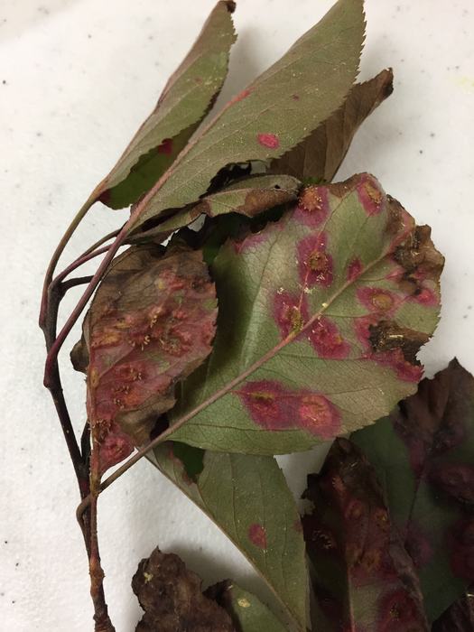 cedar apple rust on crabapple and juniper