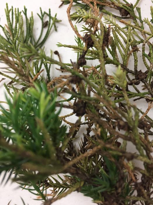 cedar apple rust on crabapple and juniper