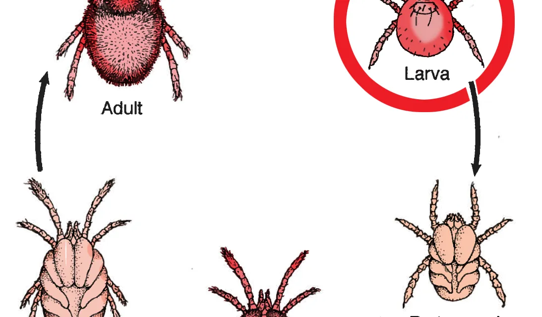 Trangular Chiggers Chiggers - Invisible but Unforgettable! - Burke County Center | N.C ...