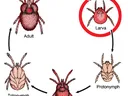 chart showing the stages of life of a chigger