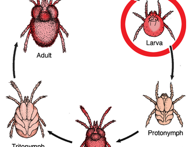 chart showing the stages of life of a chigger
