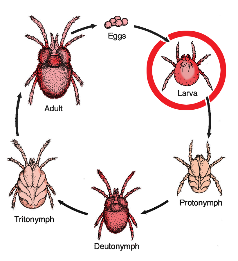 chart showing the stages of life of a chigger