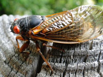 cicadas