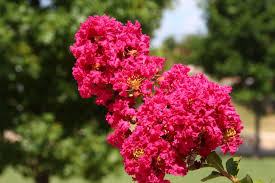 Pink crape myrtle