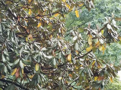 evergreen leaf drop magnolia