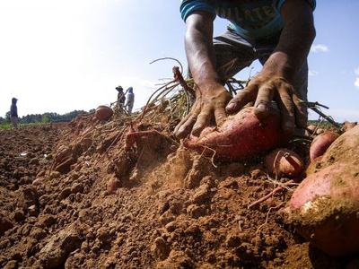 A pair of hands digging up a sweet potato