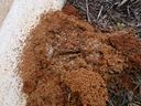 fireant mound