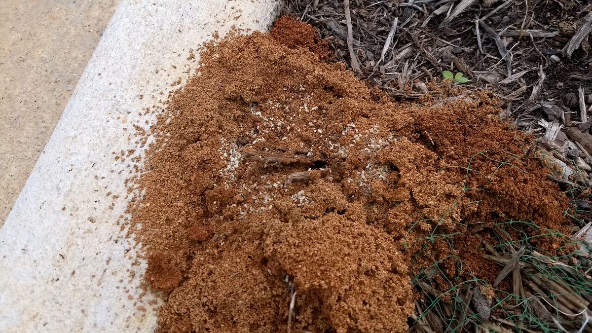 fireant mound