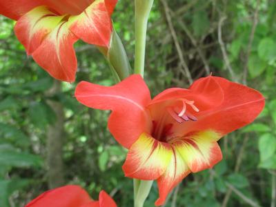 Gladiolus delanii 