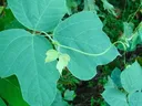 Kudzu