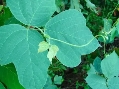 Kudzu