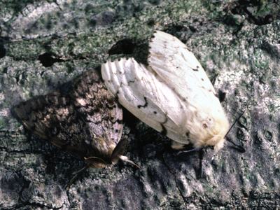 Male (left) and female gypsy moths, Lymantria dispar.