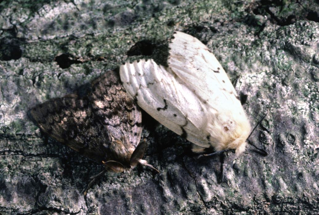 Male (left) and female gypsy moths, Lymantria dispar.