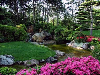 Japanese garden with pond and stream, rocks, pine trees, and pink azaleas