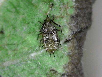 Lantana lace bug nymph