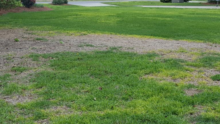Poor Turf