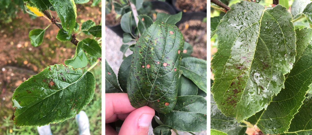 Left: Glomerella leaf spot on 'Gala'; Center: Frogeye leaf spot on 'Evercrisp'; Right: Marssonina leaf blotch on 'Rome Beauty'