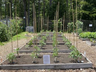 Tomato grafting project experimental beds. Photo taken by the author.