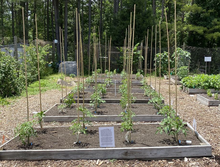 Tomato grafting project experimental beds. Photo taken by the author.