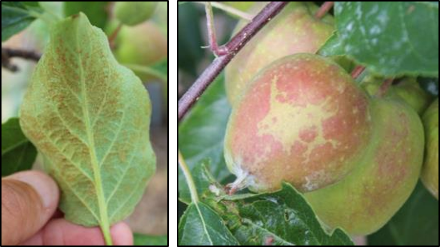 Phytotoxicity on apples leaves and fruit following application of surfactant plus captan fungicide.